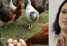 मुर्गी-अंडे बेच खाने वाले पशु चिकित्सक पर मेहरबान मंत्री रेखा आर्य रेखा आर्य